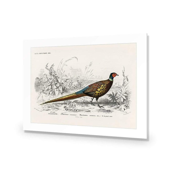 Ring-Necked Pheasant Illustration Wall Art