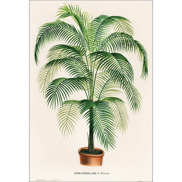 Cocos Weddelliana Palm Illustration