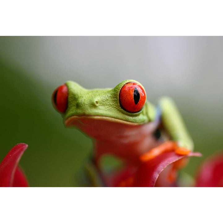 Red Eyed Frog Wall Art