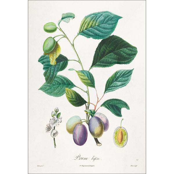 Prune Bifere Botanical Illustration