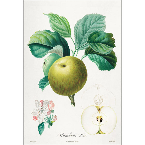 Rambour d'ete Apple Botanical Illustration