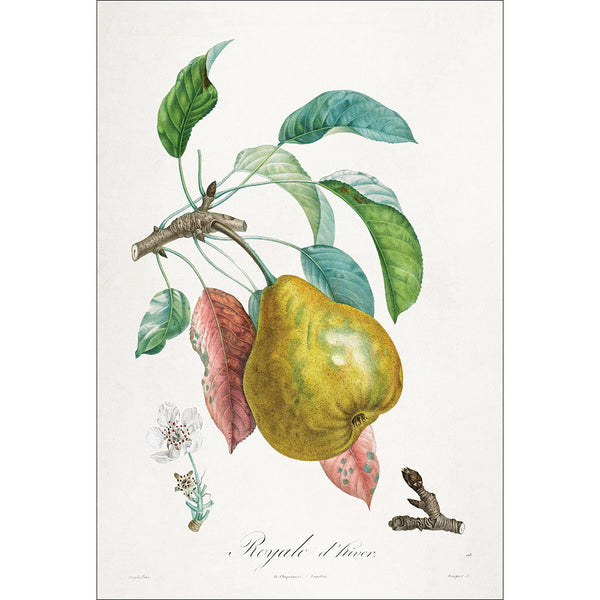 Royal d'hiver Pear Botanical Illustration