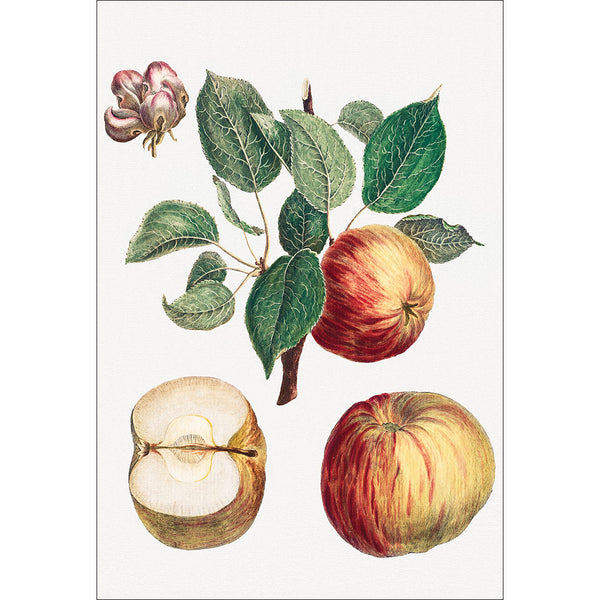 Apple with Leaf and Blossom Botanical Illustration