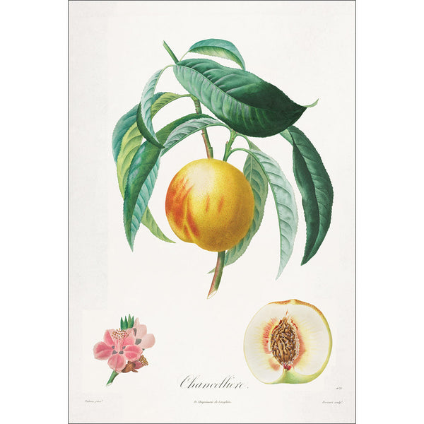 Chancelliere Peach Botanical Illustration