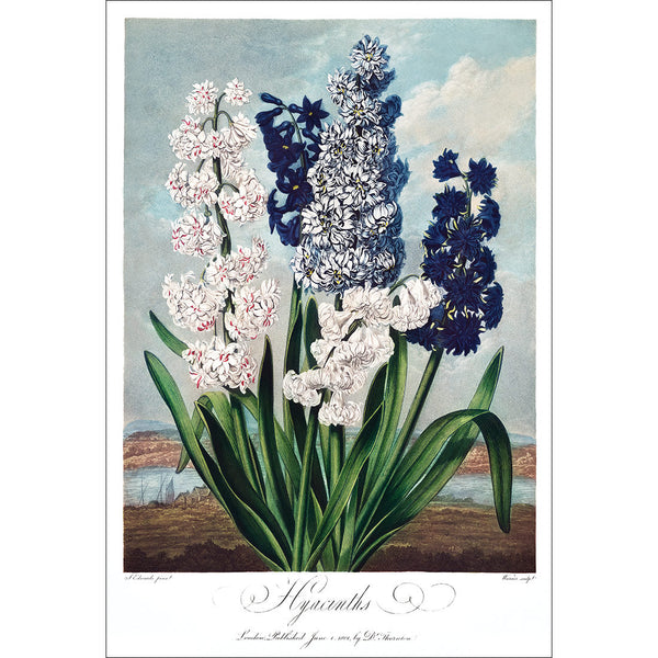 Hyacinths by Robert John Thornton