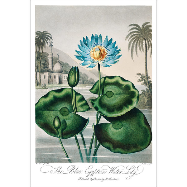 The Blue Egyptian Water Lily by Robert John Thornton