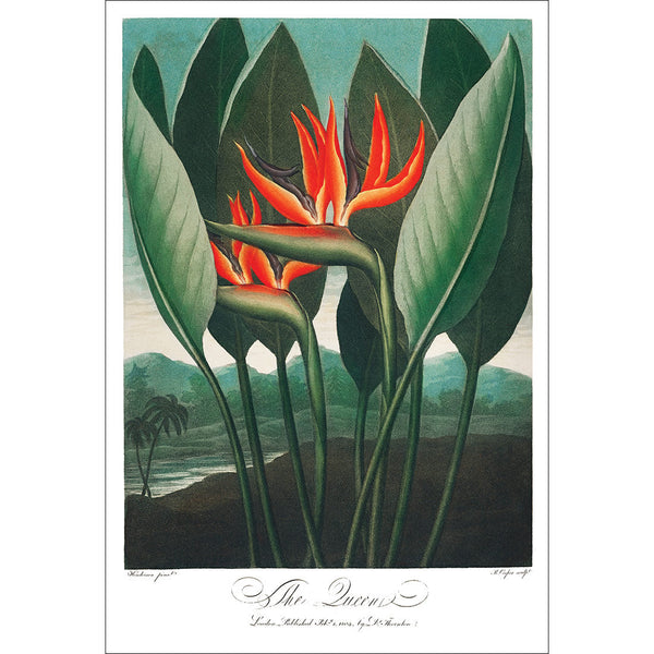 The Queen Plant by Robert John Thornton