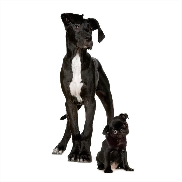 Dogs, Black (square) Wall Art
