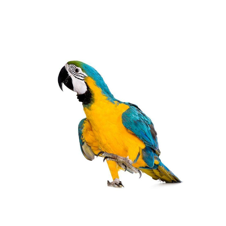 Parrot (square) Wall Art