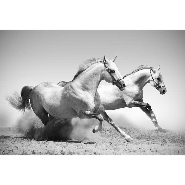 Stallions in the Dust, Black and White (rectangle) Wall Art