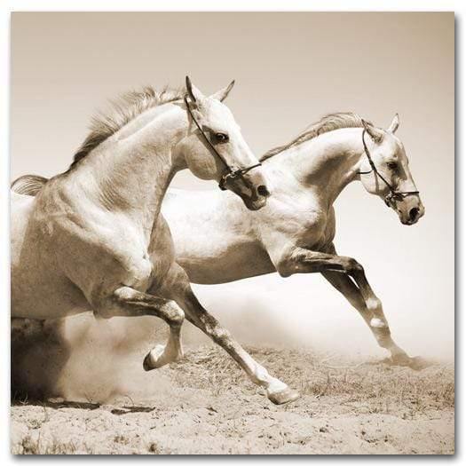 Stallions in the Dust, Sepia (square) Wall Art