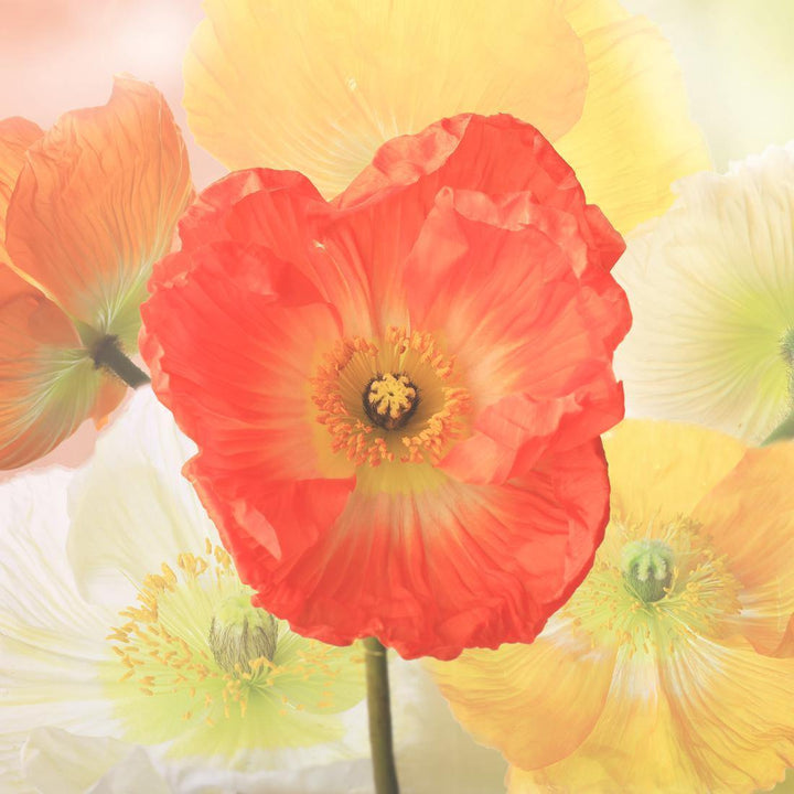 Red and yellow Poppies Wall Art