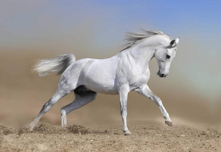 White Arabian Horse Wall Art