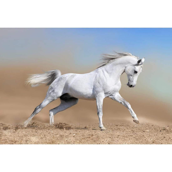 White Arabian Horse Wall Art