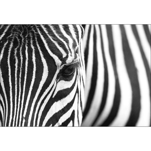 Zebra Eye Wall Art
