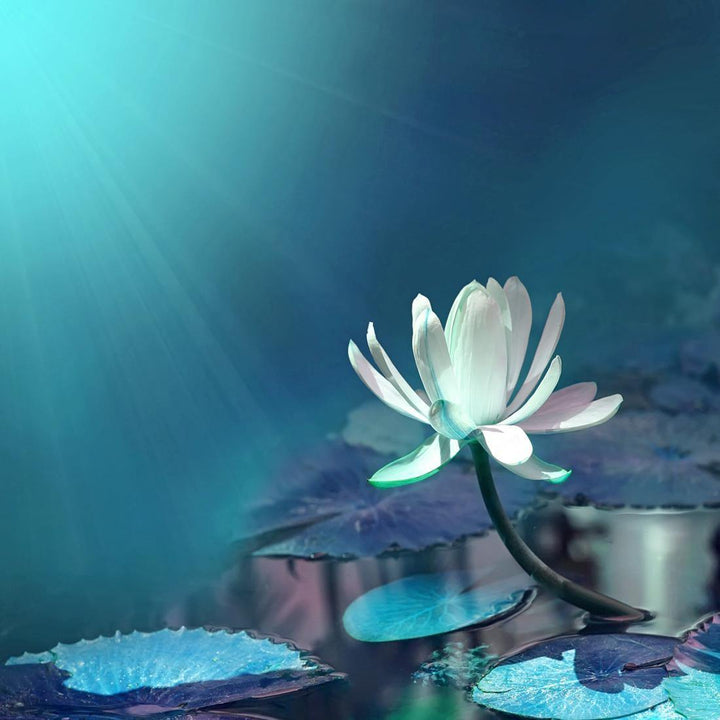 Water Lily, Blue (square) Wall Art