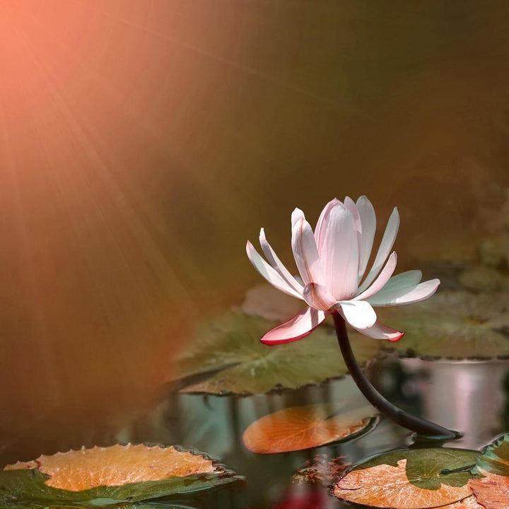 Water Lily, Sunset (square) Wall Art