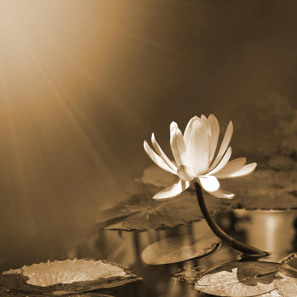 Water Lily, Sepia (square) Wall Art