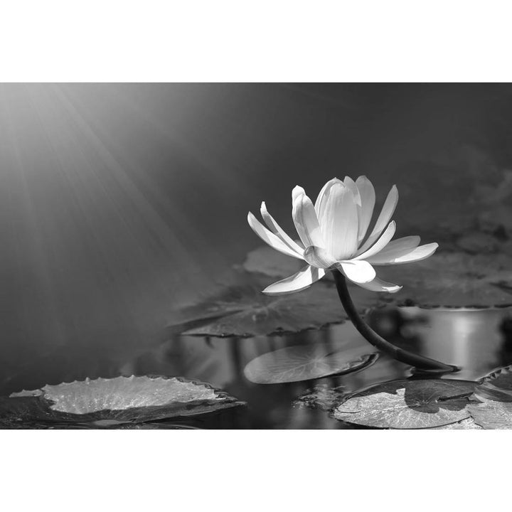 Water Lily, Black and White Wall Art
