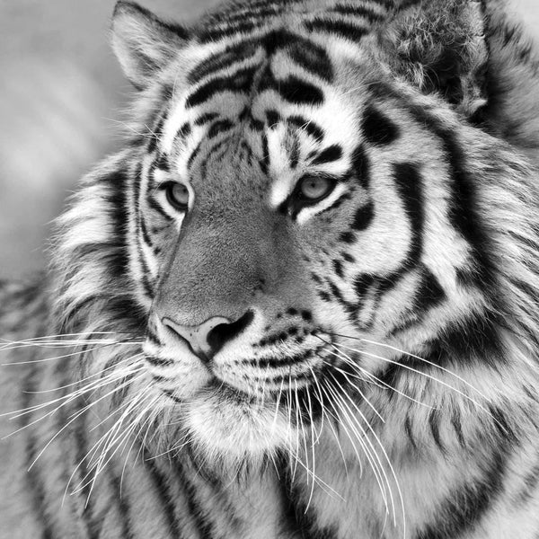 Siberian Tiger, Black and White (square) Wall Art