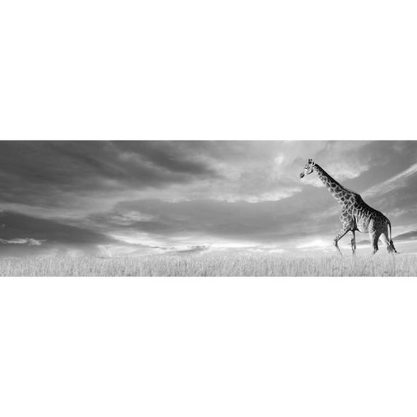 Giraffe in Stormy Clouds, Black and White (long) Wall Art