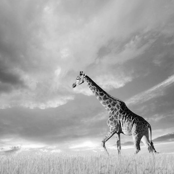 Giraffe in Stormy Clouds, Black and White (square) Wall Art
