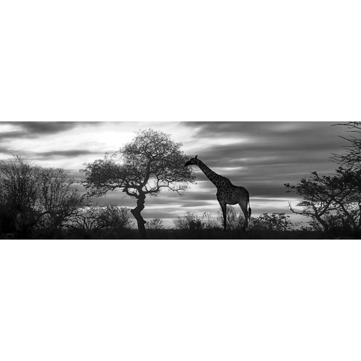 Giraffe at Sunset, Black and White (long) Wall Art