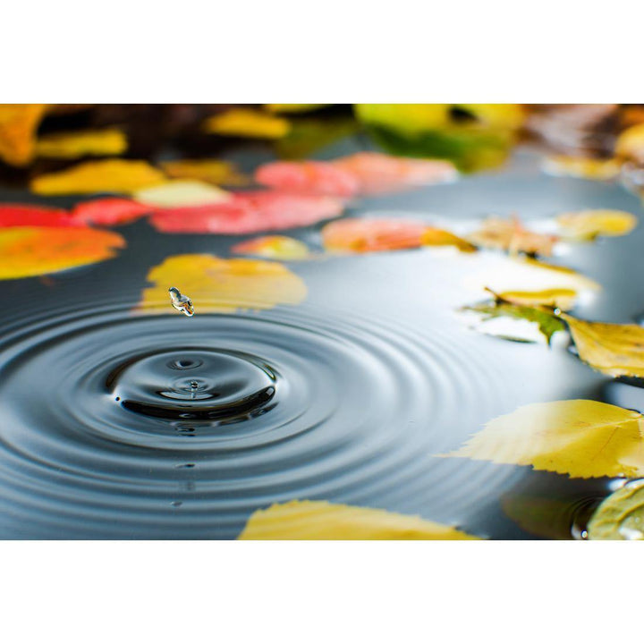 Droplet on Lily Pond Wall Art