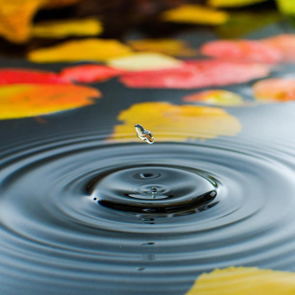 Droplet on Lily Pond (square) Wall Art