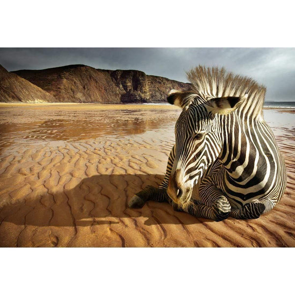 Zebra on Beach, Original Wall Art