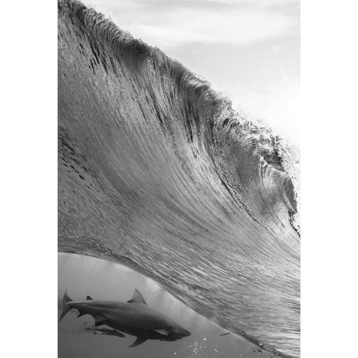 Shark Meets Dolphins, Black and White, Rectangle Wall Art