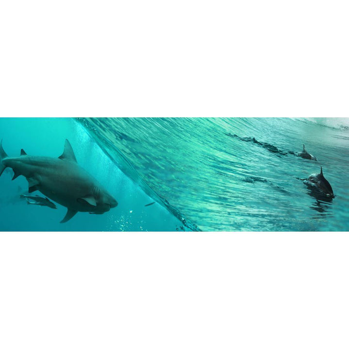 Shark Meets Dolphins, Aqua (Long) Wall Art