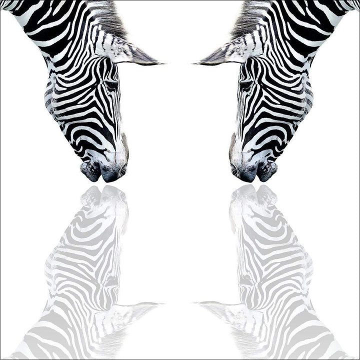 Zebra Reflection, Black and White (square) Wall Art