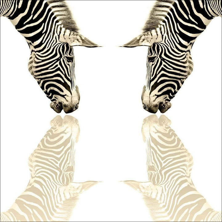 Zebra Reflection, Sepia (square) Wall Art