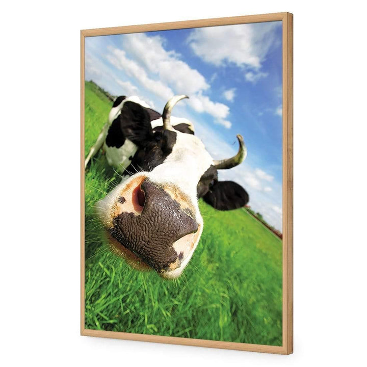 Cheeky Cow, Original Wall Art