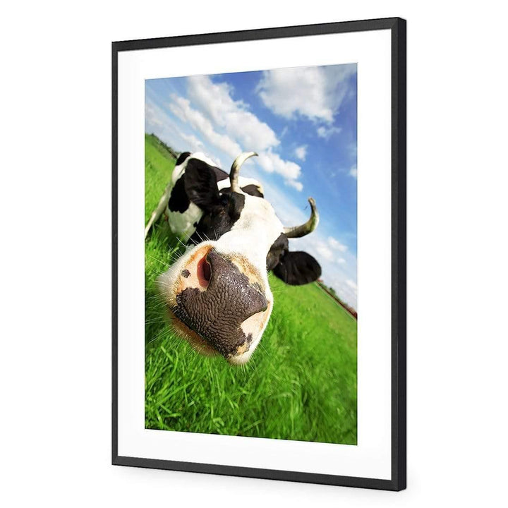 Cheeky Cow, Original Wall Art