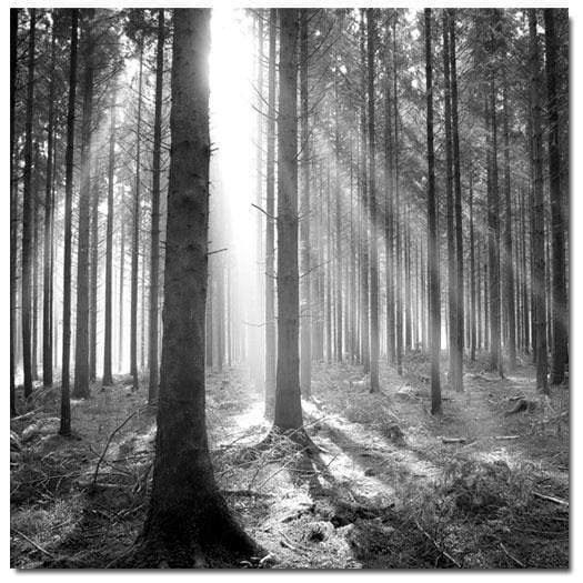 Autumn Pine Forest, Black and White (Square) Wall Art