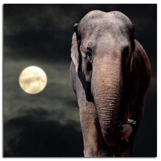 Elephant and Moon (square) Wall Art