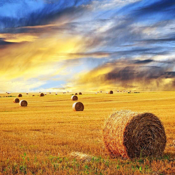 Bales of Hay Sunset (square) Wall Art