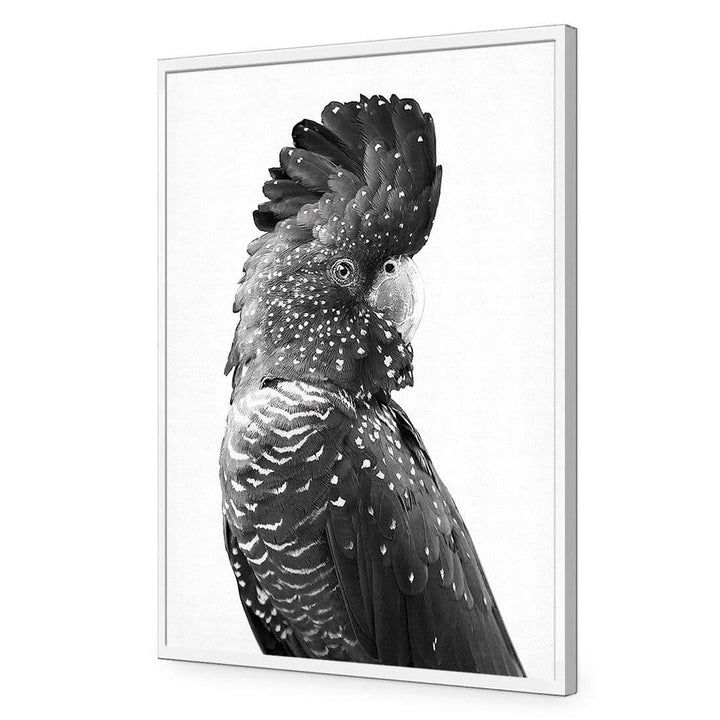Distracted Black Cocky, Black and White Wall Art