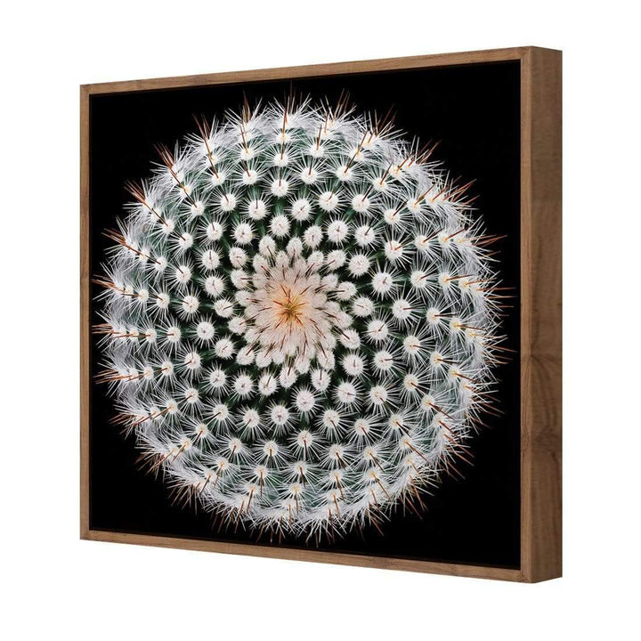 Notocactus Scopa By Victor Mozqueda Wall Art