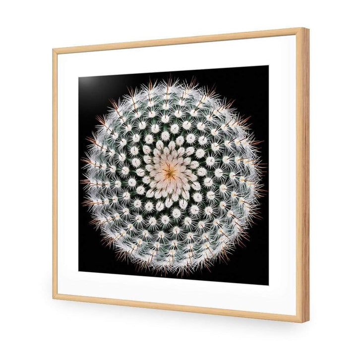 Notocactus Scopa By Victor Mozqueda Wall Art