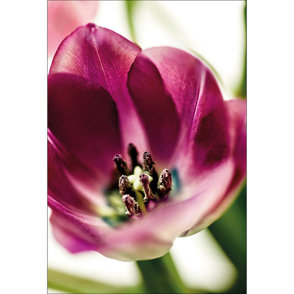 Tulip I by Bsmart
