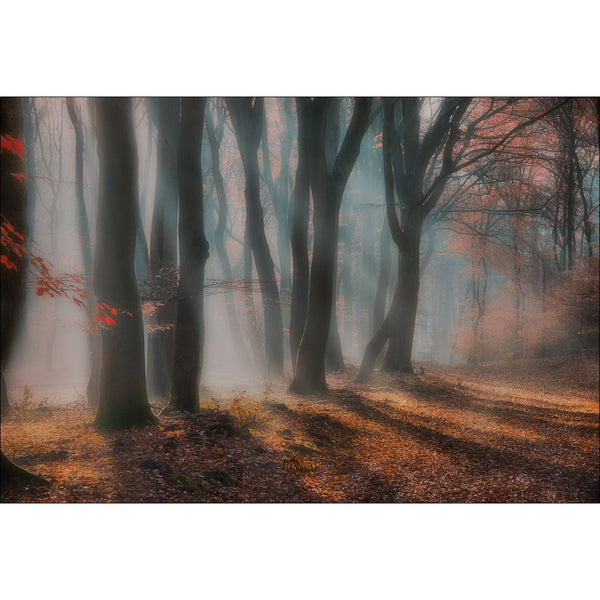Dreamy Forest by Piet Haaksma