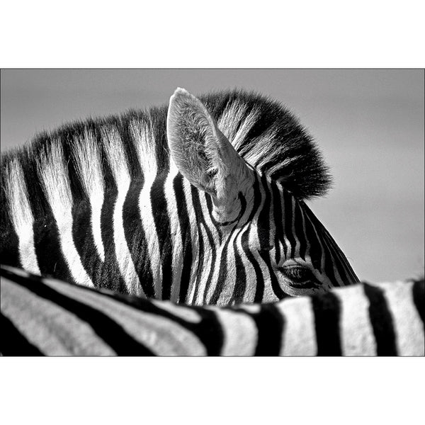Curious Zebra by Marc Pelissier