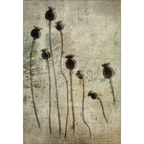 Poppy Seedlings by Nel Talen