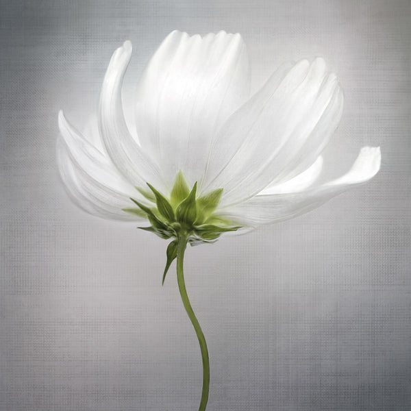 Cosmos III by Mandy Disher