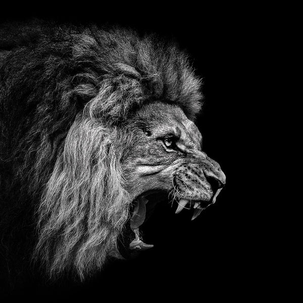 Roaring Lion II by Christian Meerman