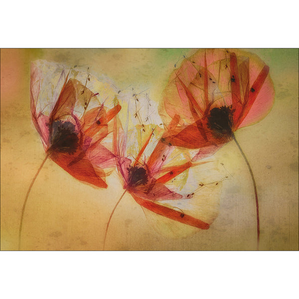 Poppy Seeds by Nel Talen