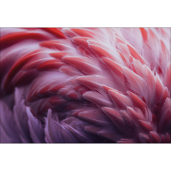 Flamingo by Angyalosi Beata